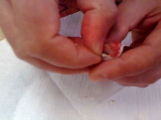 Yumurtadan Çıkan Yavruya Yardım