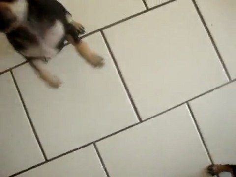 les petits bébés 8 semaines