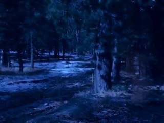 Wicked Lies by Lisa Jackson and Nancy Bush Book Video ...