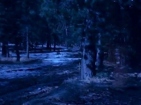 Wicked Lies by Lisa Jackson and Nancy Bush Book Video ...