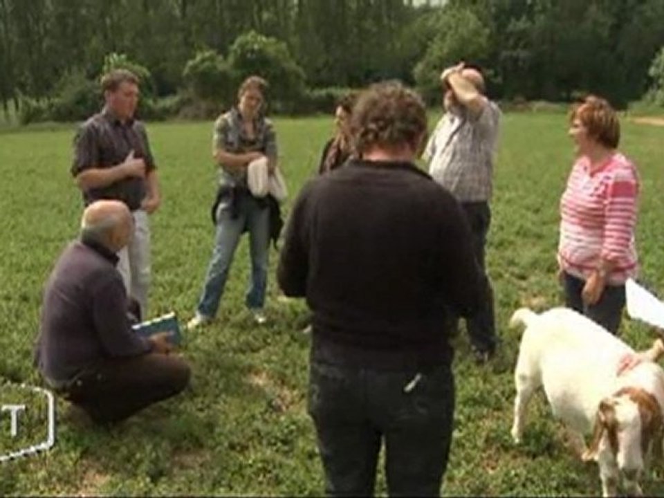 Des chèvres Boer à La Mothe-Achard