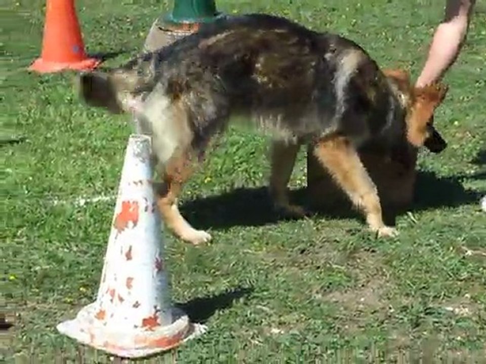 Falcon du Domaine de Kilorff