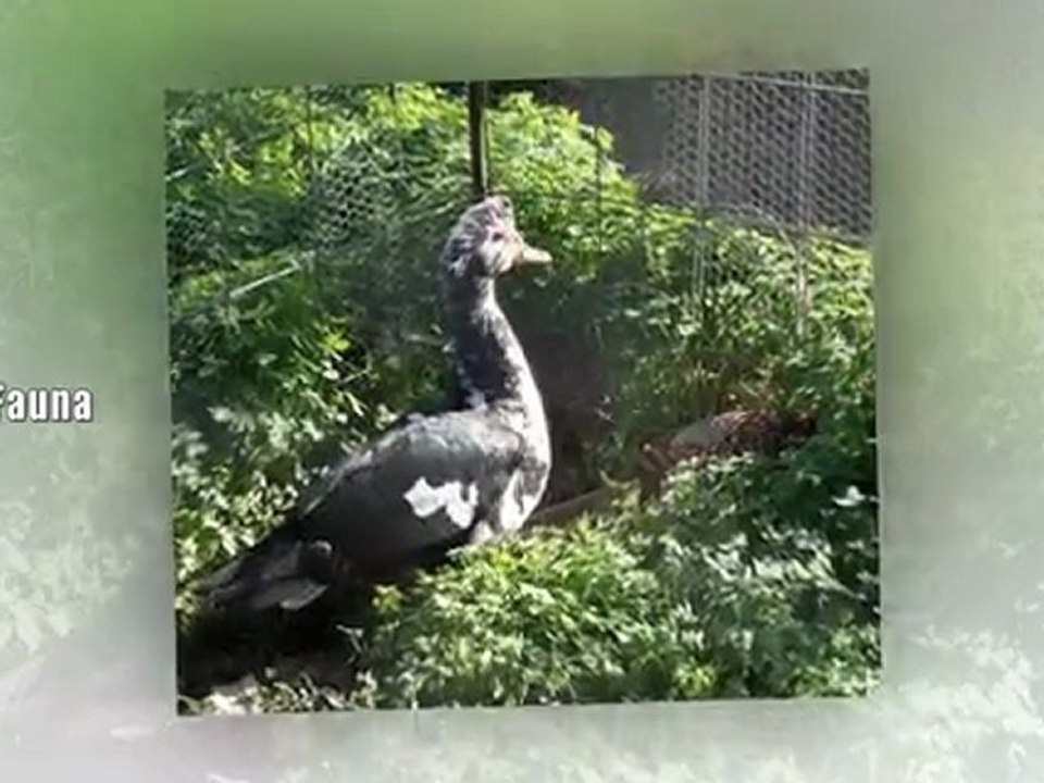 Botanical Park Video - Botanical Gardens, Tourist Attractions & Things to Do in Chania Crete Greece