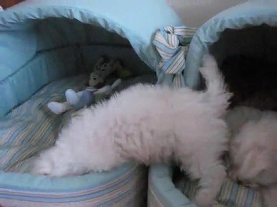 Bichons frisés vive le jeu suite