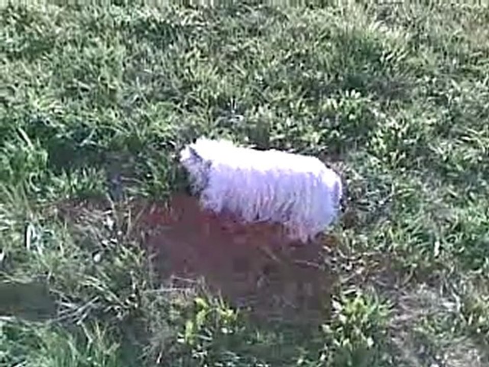 Chipie le terrier