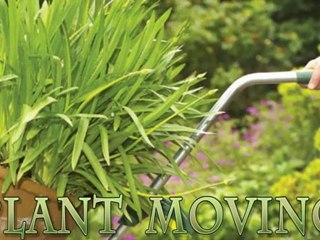 How Moving Reviews Are Helpful?