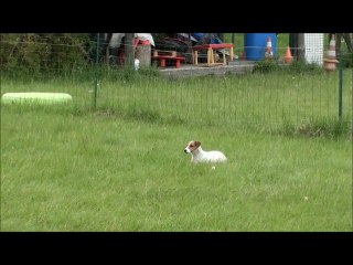 Entrainement obé Ermione de la Forge Saint Eloi
