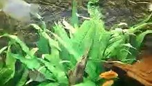 MIJN aquarium
