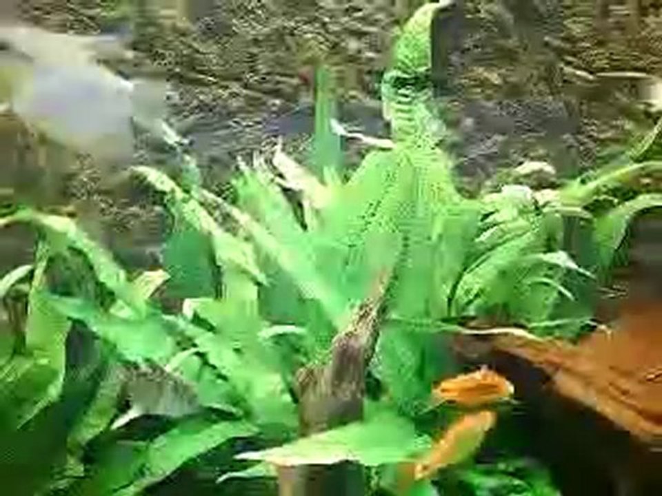 MIJN aquarium