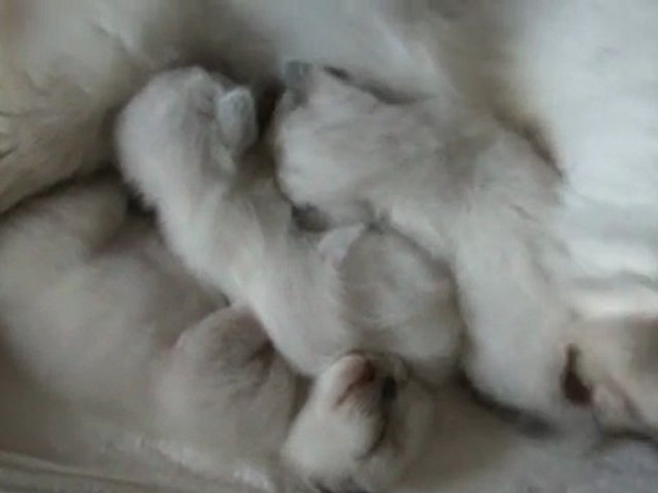 chatons sacrés de birmanie 26 avril 2011