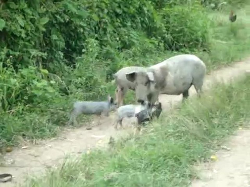 CAPTAINJOHN:LES COCHONS DE CAPTAINJOHN