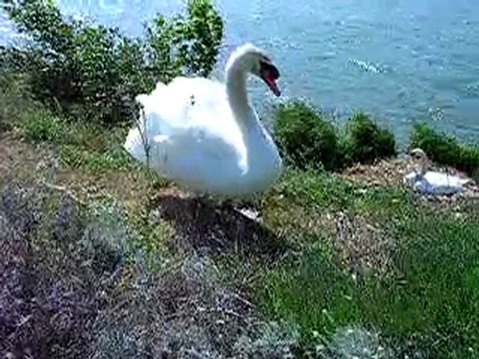 cygnes