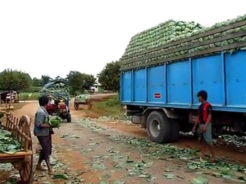 Birmans dans les choux