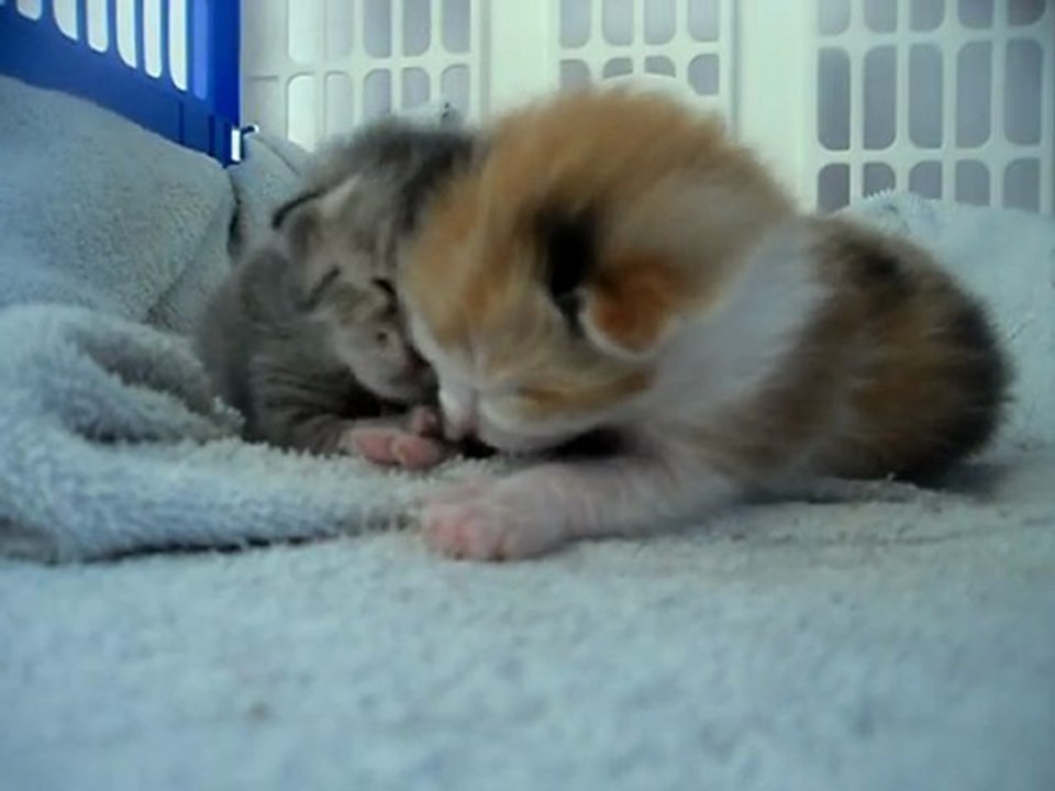 sweety 3jours