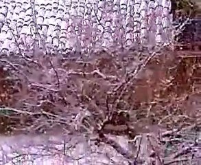 nevicata 9 marzo 2010