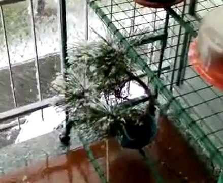 Forte Nevicata a Torino