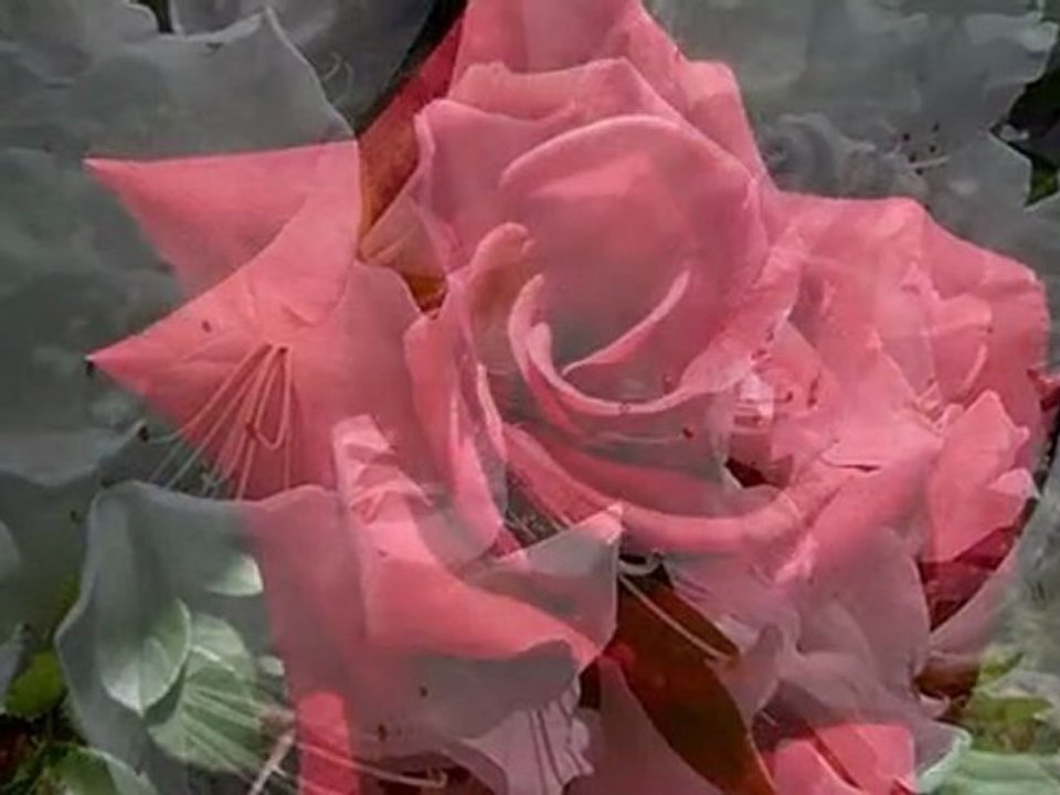 Tuesday's Petals