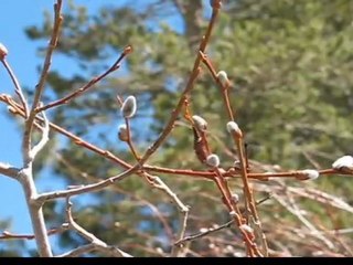 Discover Mammoth Lakes Today 4-26-2011