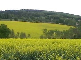 OM Colza Om de Lys de France