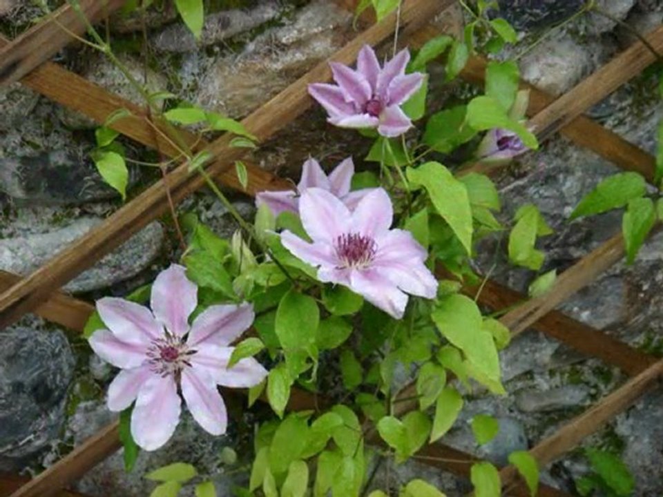 au jardin