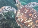 Swimming with Turtles - Apo Island