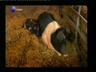 Conducta maternal de las cerdas