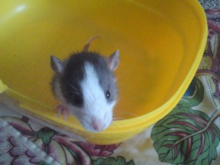 bébés rats