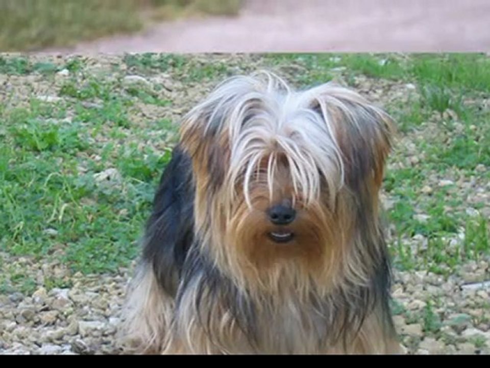 Yorkshire terrier video