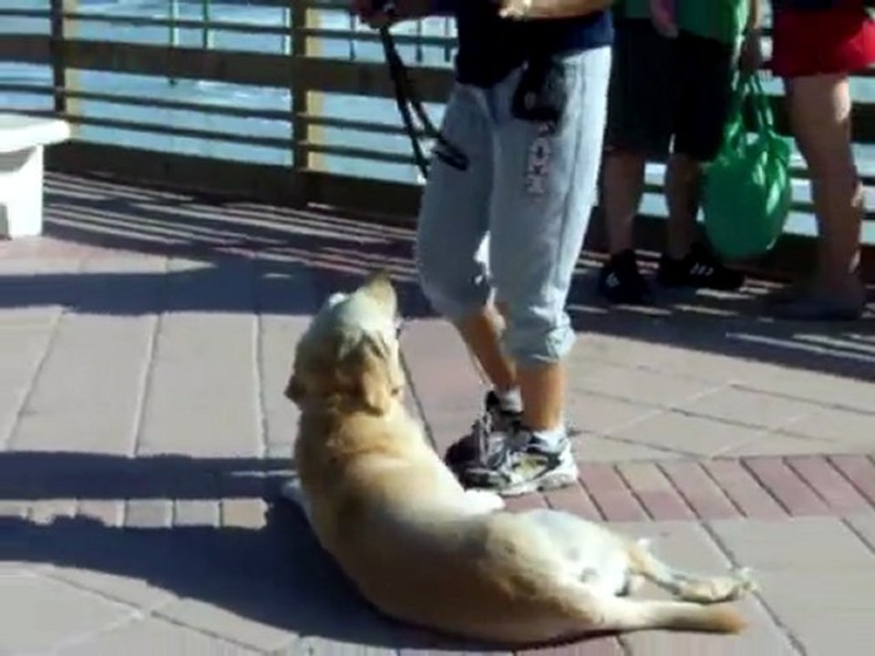 YouTube - Dogtra E=collar training ''Think Three!''-1