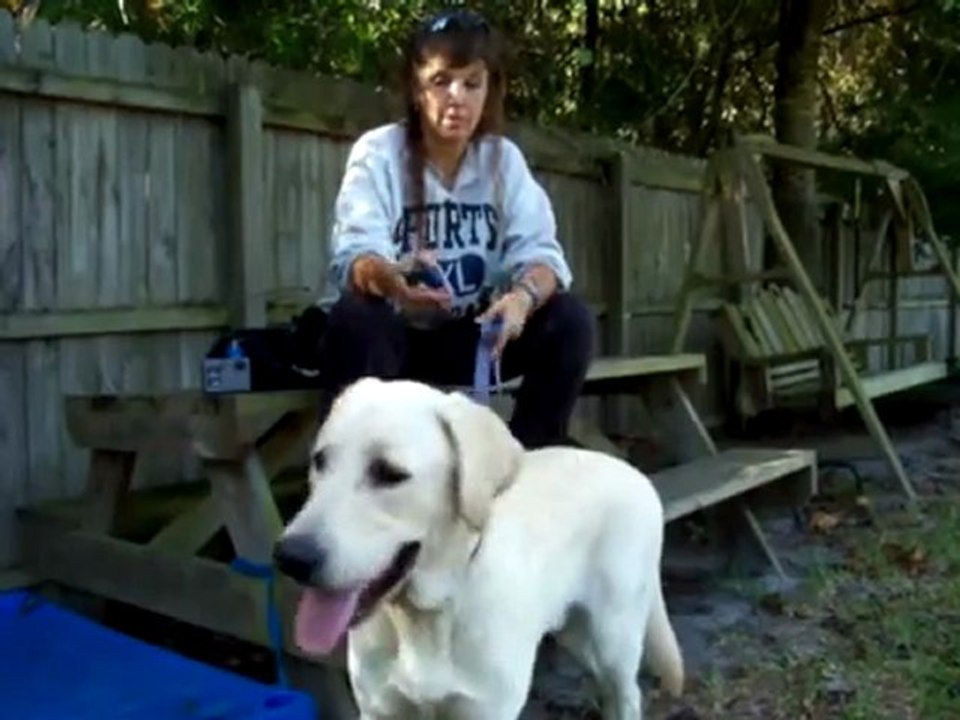 YouTube - E-collar How to use the Nick