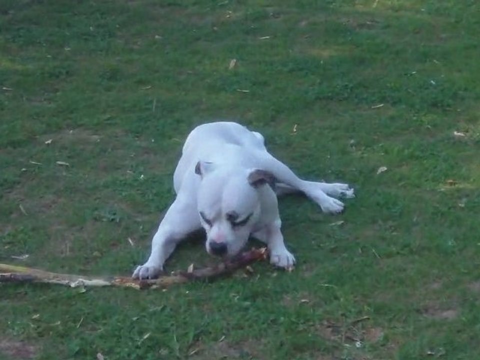 Pendant ce temps....