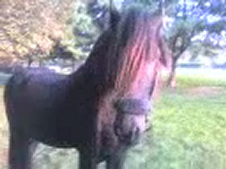 coup de point a un cheval