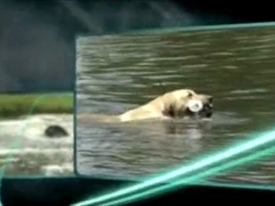 YouTube - dogtra promotion-1