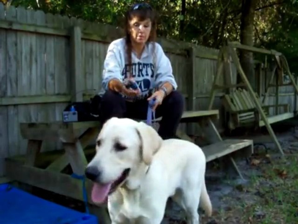 YouTube - E-collar How to use the Nick