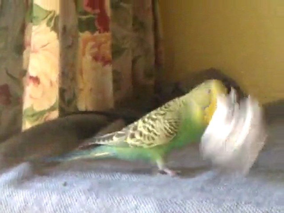 Kiwi5bis