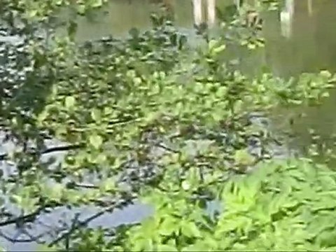 Arras :Le jardin dont je ne connais pas le nom