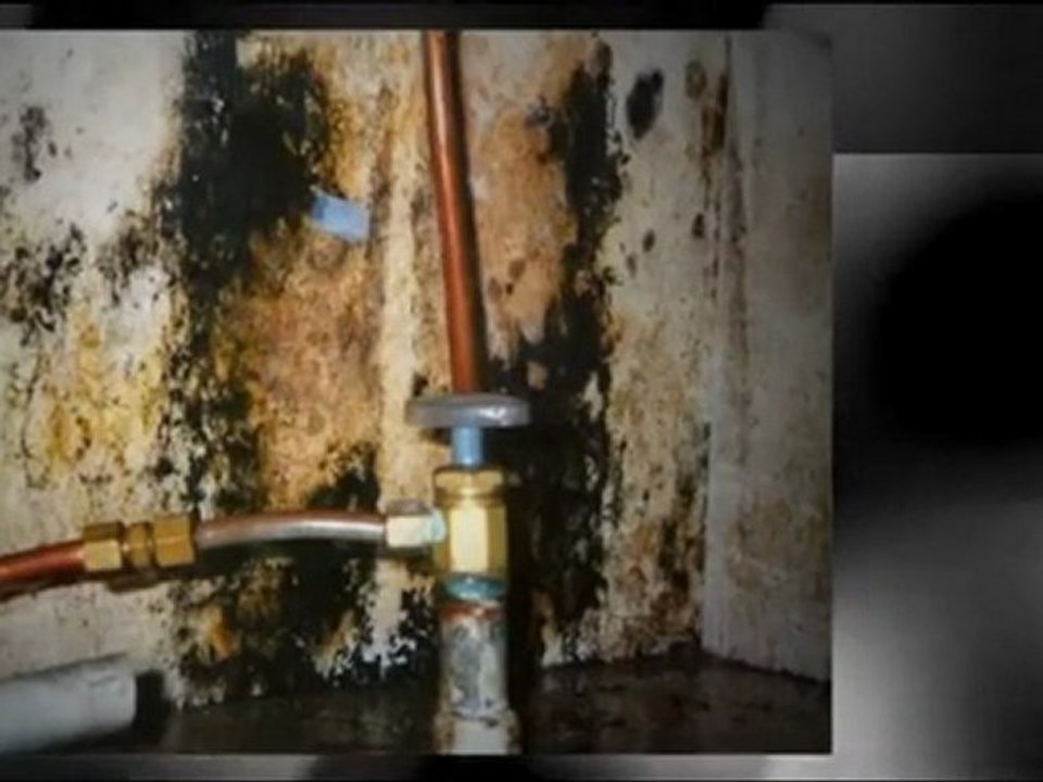 Mold Remediation, Mold Removal IL.