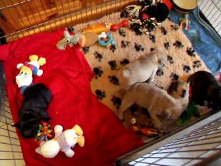 1er jour dans le parc à chiot