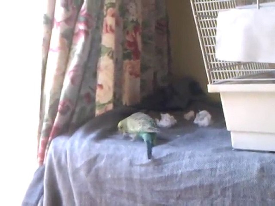 Kiwi4