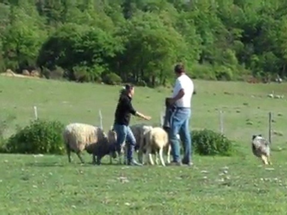 Troupeau Réjane et Awak