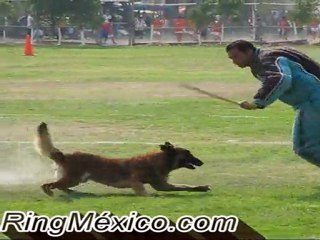 Ring México - Ring Francés con Fernando Dosta.