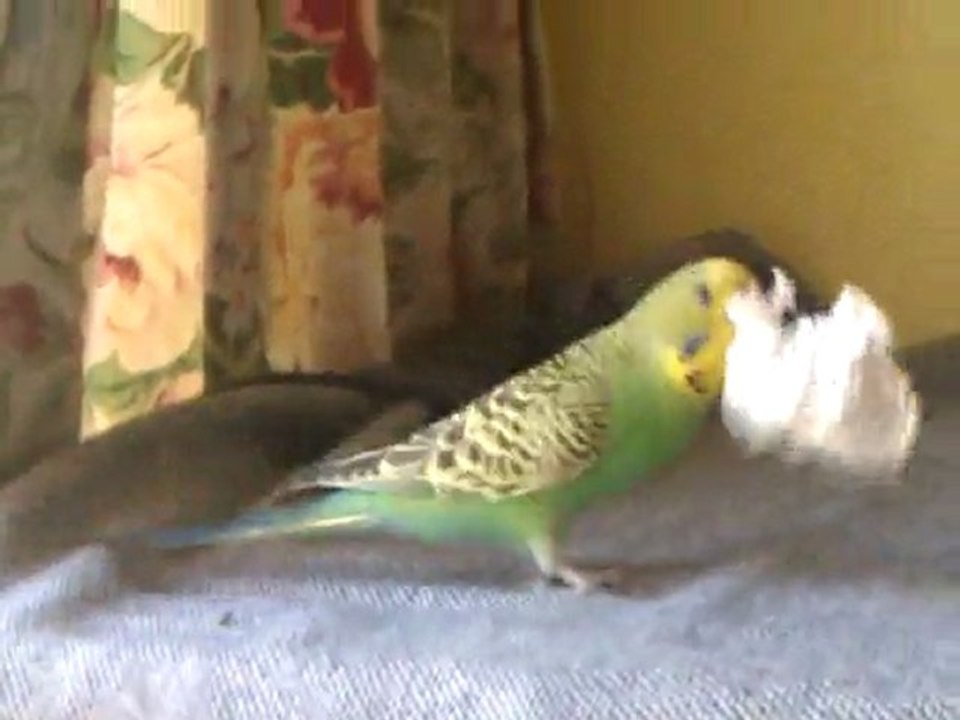 Kiwi5