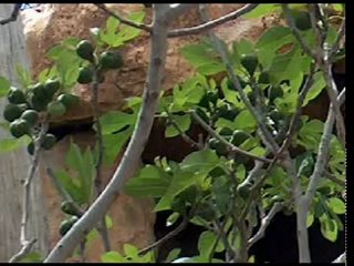 James French pt3 VCD