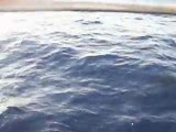 Barco-delfines4