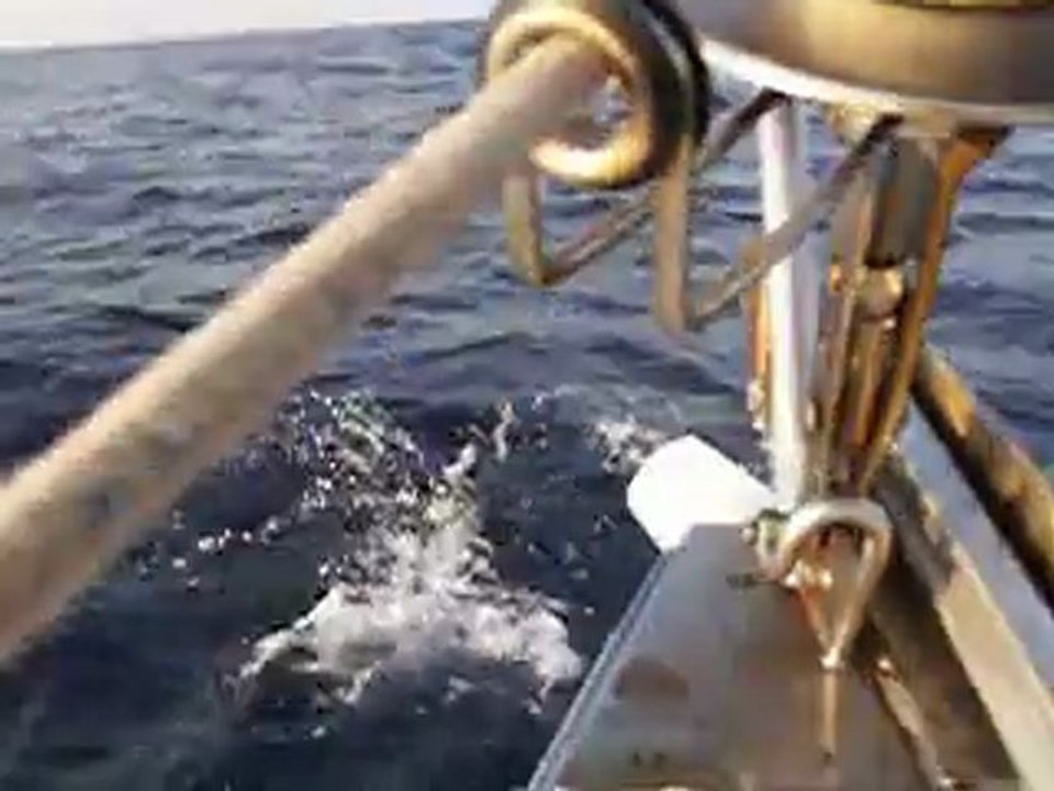 Barco-delfines6