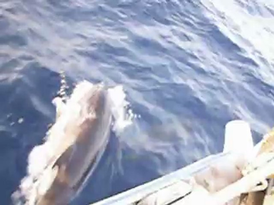 Barco-delfines9