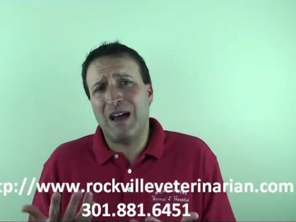 When Should I Put My Pet Down