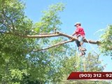 Quitman Mineola Tree Trimming Lewisville Storm Damage