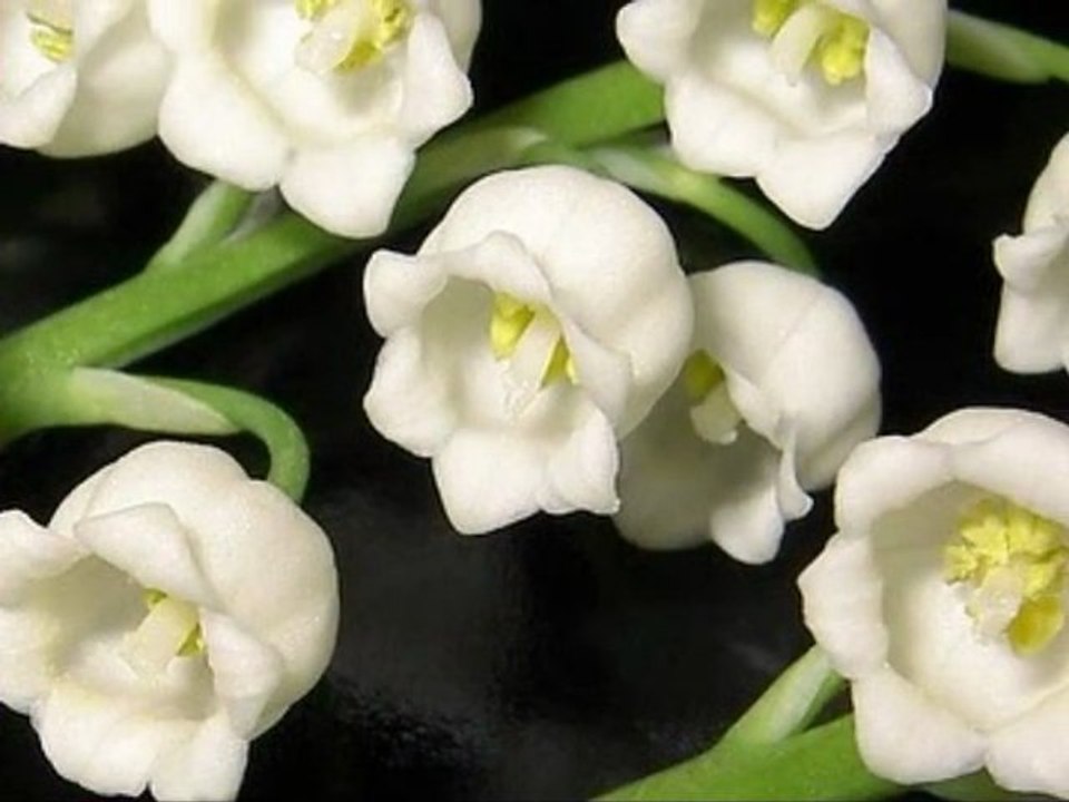 CLOCHETTE ET CLOCHETTE BON 1er MAI