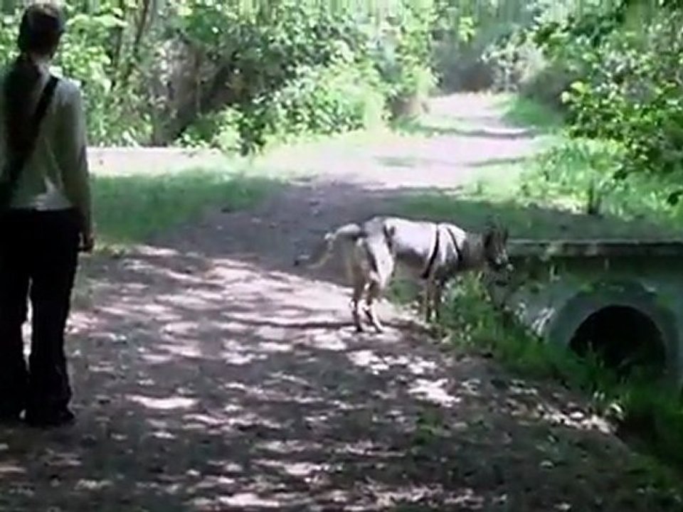 recherche utilitaire avec un chien loup tchecoslovaque
